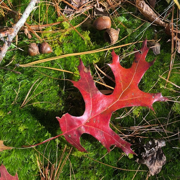 Meet your Posher, Angela - Picture 3 of 4